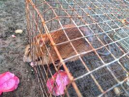rat in the cage photo