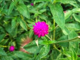 Purple flower of Globe amaranth or Gomphrena globosa in garden photo