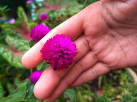 Purple flower of Globe amaranth or Gomphrena globosa in garden photo
