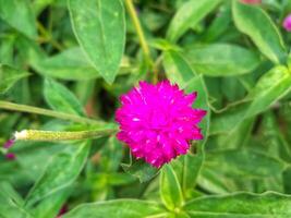 Purple flower of Globe amaranth or Gomphrena globosa in garden photo