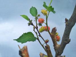 berries tree in the polybag photo