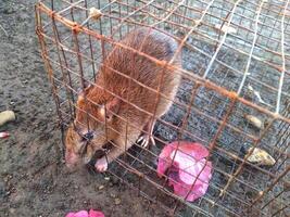 rat in the cage photo