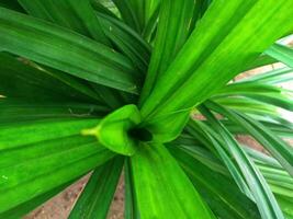 pandan tree Pandan tree, has a distinctive fragrance, bright in the sun,its green leaves are often used for processed food photo