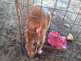 rat in the cage photo