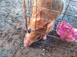 rat in the cage photo
