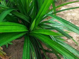 pandan tree Pandan tree, has a distinctive fragrance, bright in the sun,its green leaves are often used for processed food photo