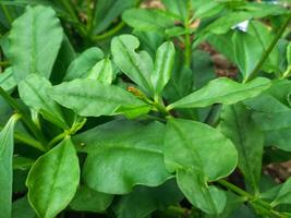 Javanese ginseng , Javanese som or Javanese ginseng Talinum paniculatum is a species of flowering plant from the genus Talinum photo