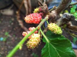 berries tree in the polybag photo