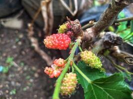 berries tree in the polybag photo