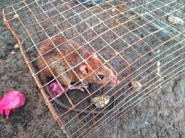 rat in the cage photo