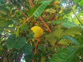 Jackfruit Tree and young Jackfruits photo