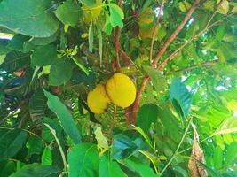 Jackfruit Tree and young Jackfruits photo
