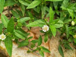 Eclipta prostrata or false daisy or bhringraj plant photo