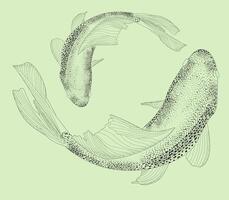 Sketch of koi pare fish, carp view from above realistic hand-drawn graphics, illustration sketch river fish, retro engraving style, isolated on background. mom and baby vector