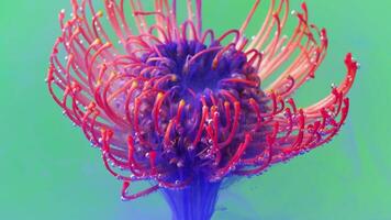 Bright shooting in macro photography.Stock footage. Transparent water in which the flower is entangled and opens there. video