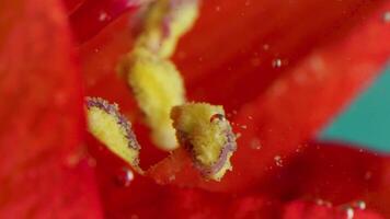 A red flower that was dipped in water. Stock footage.Water that has enveloped a bright flower and on which small bubbles appear. video