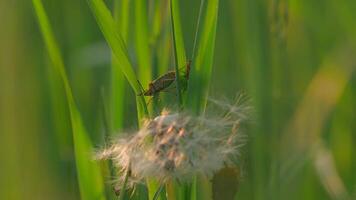 Close up of a green bug on a plant leaves on a summer day. Creative. Concept of summer nature, insect in the grass. video