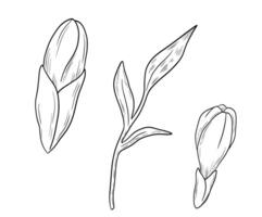 Hand drawn freesia flower bud and leaves sketch. monochrome etching drawing vector