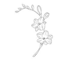 Hand drawn freesia flower branch sketch. monochrome etching drawing isolated on white vector
