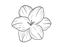 Hand drawn freesia flower bud sketch. monochrome etching drawing isolated on white vector