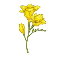 Hand drawn freesia flower branch illustration. color drawing isolated on white vector