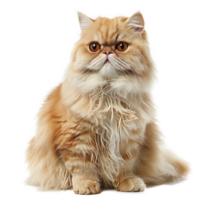 olden persian kittens curious gaze, a portrait of innocence and softness png