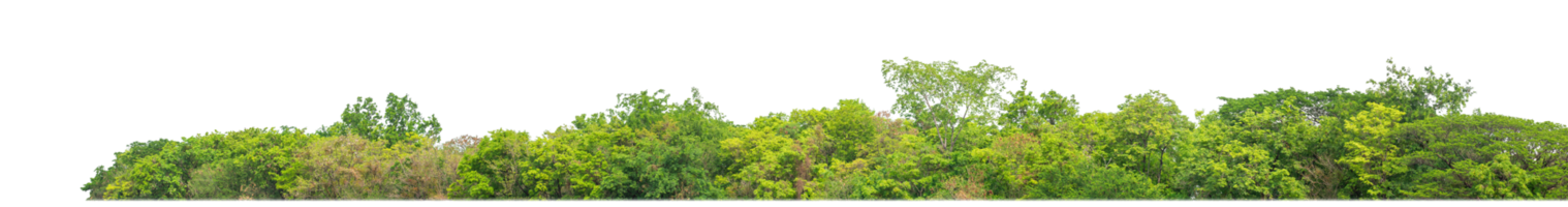Green Trees on transparent background. are Forest and foliage in summer for both printing and web pages with cut path and alpha channel png