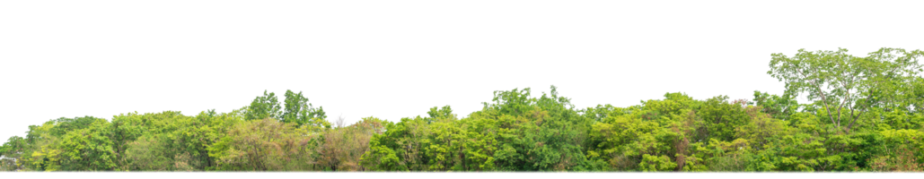 Green Trees on transparent background. are Forest and foliage in summer for both printing and web pages with cut path and alpha channel png