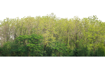 Green Trees on transparent background. are Forest and foliage in summer for both printing and web pages with cut path and alpha channel png