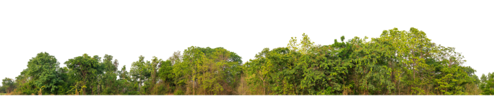 Green Trees on transparent background. are Forest and foliage in summer for both printing and web pages with cut path and alpha channel png