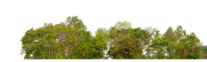 Green Trees on transparent background. are Forest and foliage in summer for both printing and web pages with cut path and alpha channel png