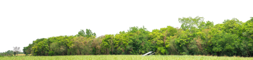 Green Trees on transparent background. are Forest and foliage in summer for both printing and web pages with cut path and alpha channel png