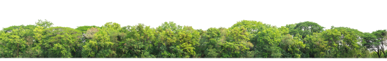 Green Trees on transparent background. are Forest and foliage in summer for both printing and web pages with cut path and alpha channel png