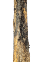 Trunk of a tree Isolated On transparent Background. png