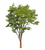 Green tree isolated on transparent background with clipping path, single tree with clipping path and alpha channel. png