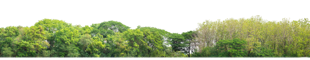 Green Trees on transparent background. are Forest and foliage in summer for both printing and web pages with cut path and alpha channel png