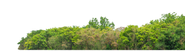Green Trees on transparent background. are Forest and foliage in summer for both printing and web pages with cut path and alpha channel png