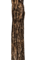 Trunk of a tree Isolated On transparent Background. png
