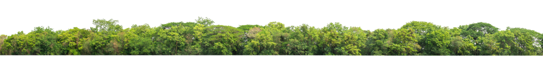 Green Trees on transparent background. are Forest and foliage in summer for both printing and web pages with cut path and alpha channel png