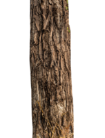 Trunk of a tree Isolated On transparent Background. png