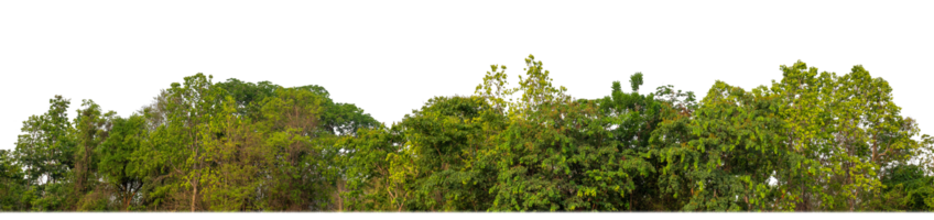 Green Trees on transparent background. are Forest and foliage in summer for both printing and web pages with cut path and alpha channel png