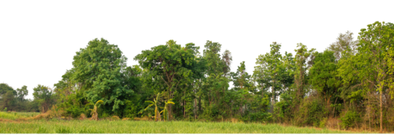 Green Trees on transparent background. are Forest and foliage in summer for both printing and web pages with cut path and alpha channel png