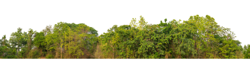 Green Trees on transparent background. are Forest and foliage in summer for both printing and web pages with cut path and alpha channel png