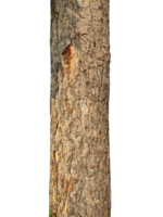 Trunk of a tree Isolated On transparent Background. png