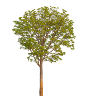 Tree isolated on transparent background with clipping path, single tree with clipping path and alpha channel. png