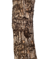 Trunk of a tree Isolated On transparent Background. png