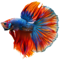 colorful betta fish isolated on transparent background png