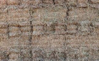 A close-up view of the background of many bales of compressed rice straw stacked. photo