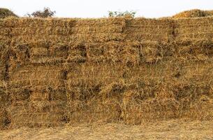 A close-up view of the background of many bales of compressed rice straw stacked. photo