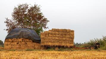 Stacks of straw bales tied with rope stacked. photo